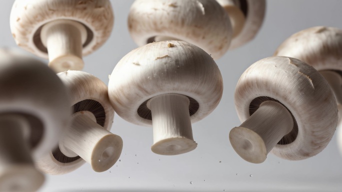 白色蘑菇旋转飞舞