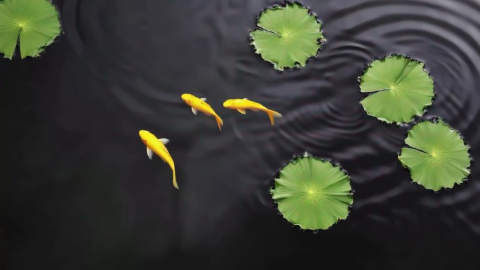 碧水莲叶间的鱼群荷塘锦鲤游弋