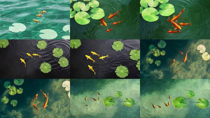 碧水莲叶间的鱼群荷塘锦鲤游弋
