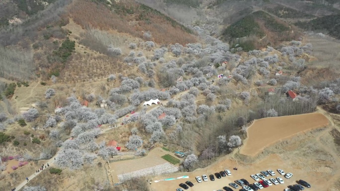 4K素材航拍杏花山盛开美景