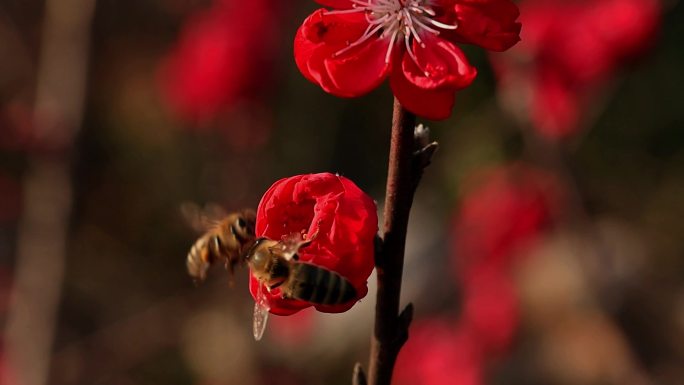 阳光绿植唯美空镜文艺小清新自然节气