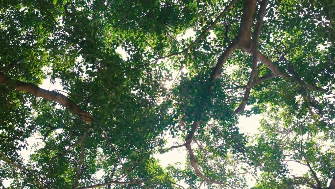 陆丰市石寨村 树荫下阳光照射