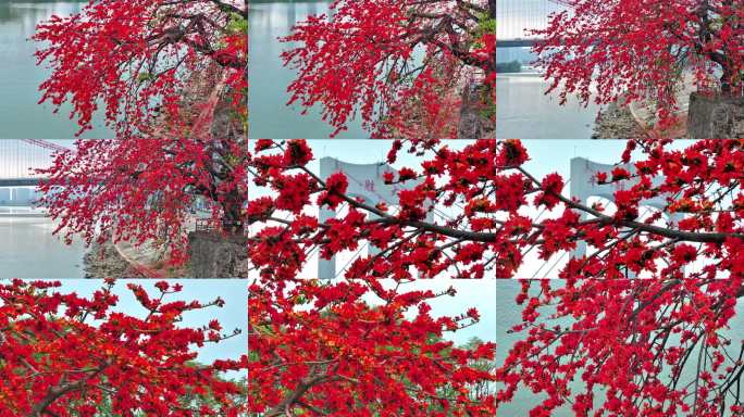 盛开的红色百年木棉