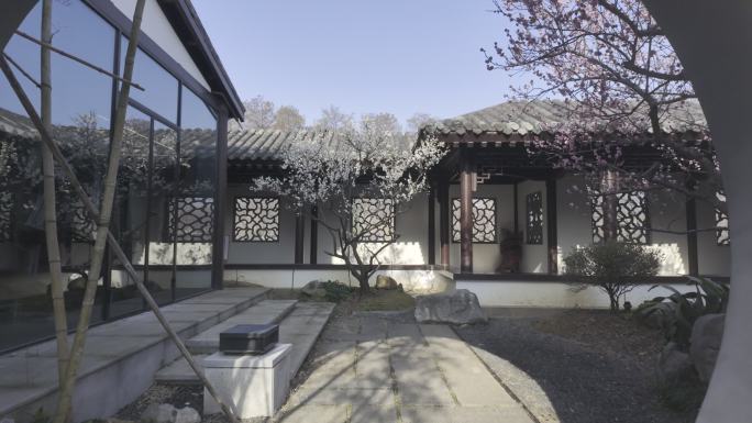 武汉梅园古建庭院梅花盛开中式建筑春意实拍