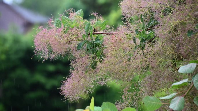 烟雾灌木或烟树植物