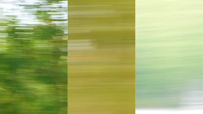 竖屏  转场 森林