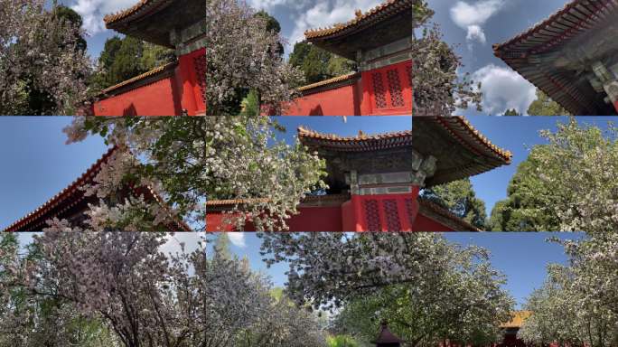 故宫春天花开素材