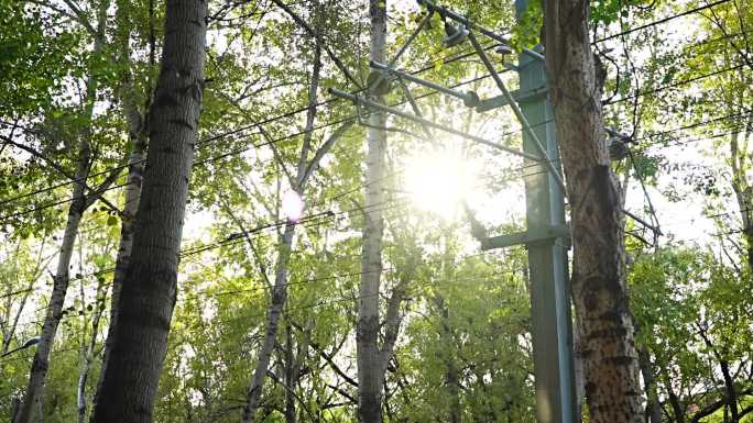 阳光穿透树林