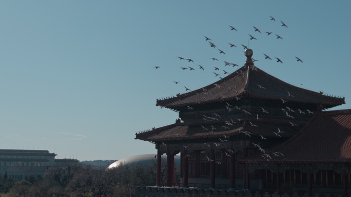 立春 春分 清明 故宫午门鸽子群飞景象