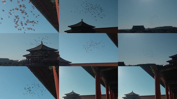 立春 春分 清明 故宫午门鸽子群飞景象
