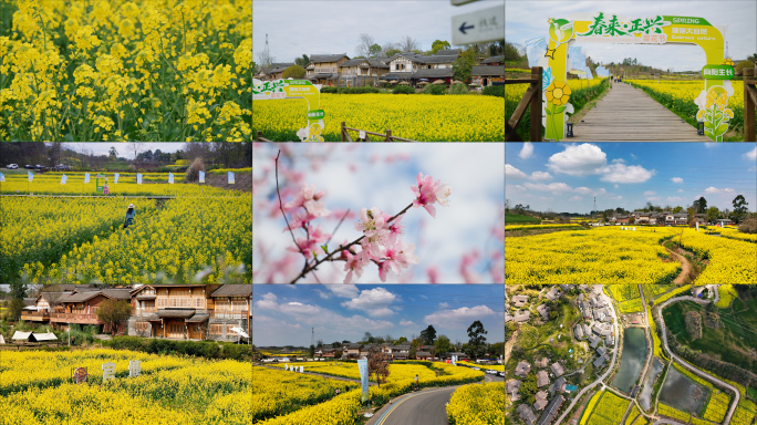成都天府新区官塘村春游油菜花风光