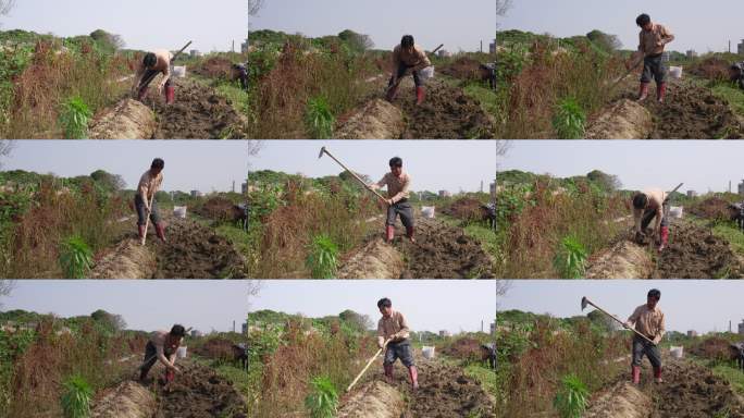 潮汕姜薯相机4k实拍