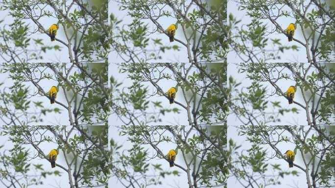 黄鹂鸟枝头栖息特写