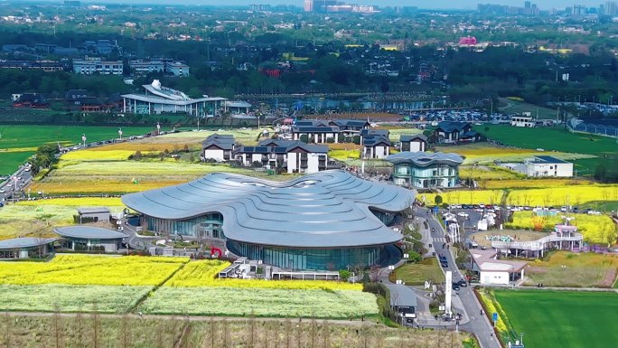 4k-航拍成都郫都区蝴蝶村油菜花海