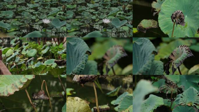 反腐 枯萎的荷花