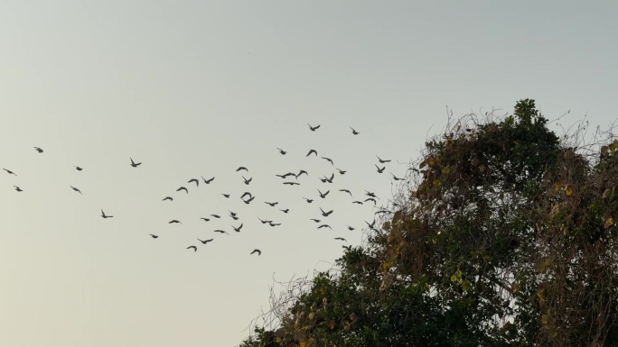 鸽子天空翱翔鸟儿飞翔群鸟飞过绿树天空飞鸟