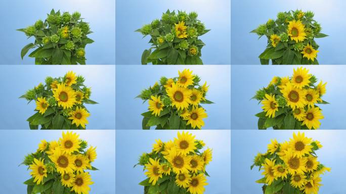 微距延时摄影：向日葵花束绽放和枯萎的特写，孤立在蓝色背景上